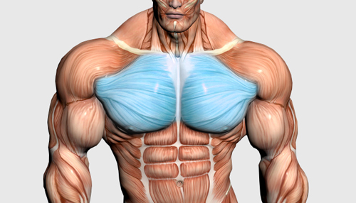 10 حرکت برتر عضلات سینه
