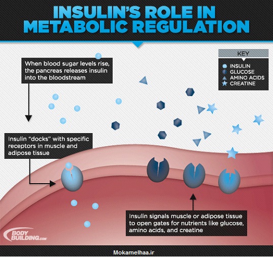 راهنمای کامل در مورد انسولین و نقش آن در عضله‌ سازی