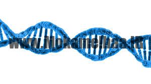 ژنتیک و بدنسازی