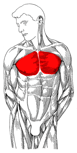 آموزش تزریق به عضلات سینه