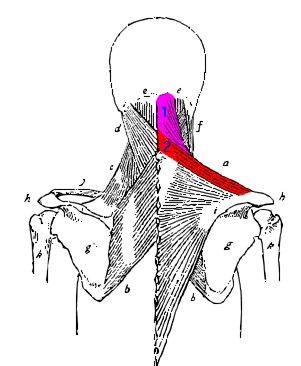 Trapezius