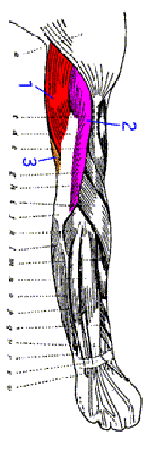 Triceps