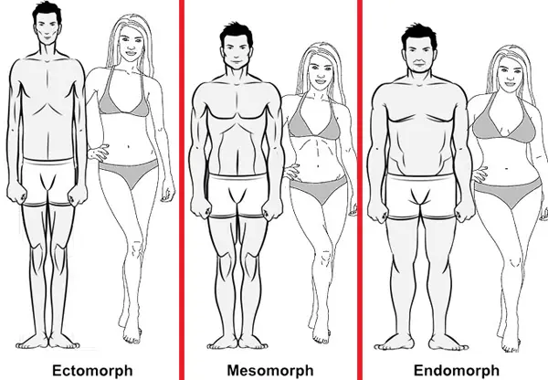 body types