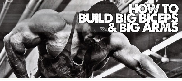 how to build big biceps and big arms header