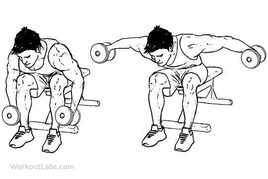 14 Seated Rear Lateral Dumbbell Raise