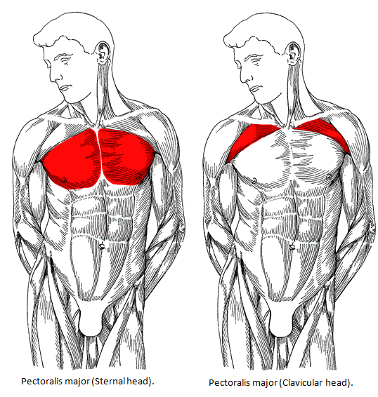 upper and lower chest muscles