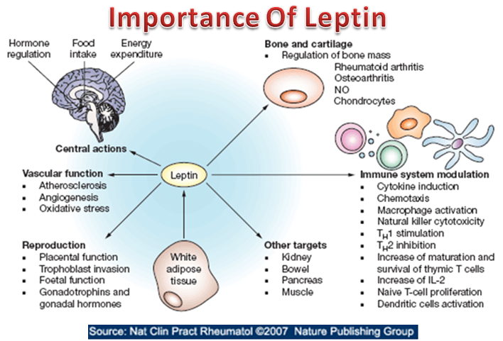 Importance Of Leptin