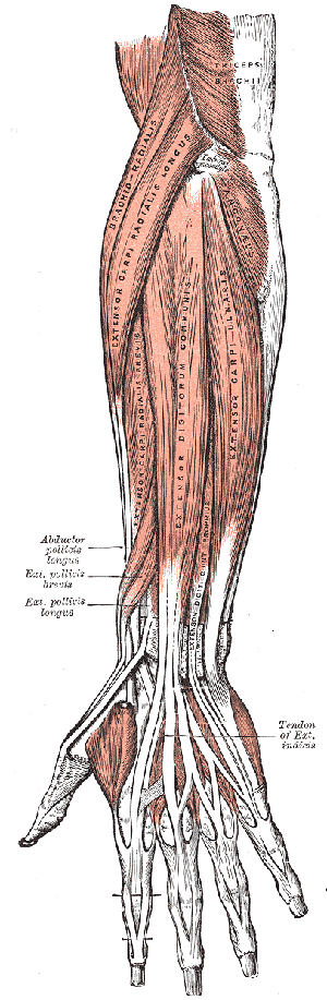 major-muscle-groups-anatomy