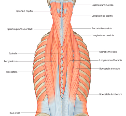 erector spinae