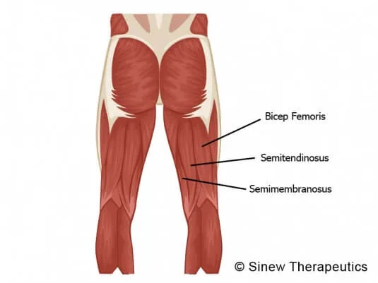 leg workouts hamstring