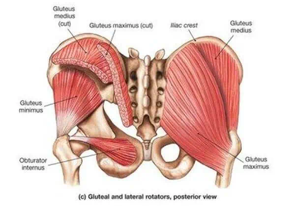 leg workouts glutes