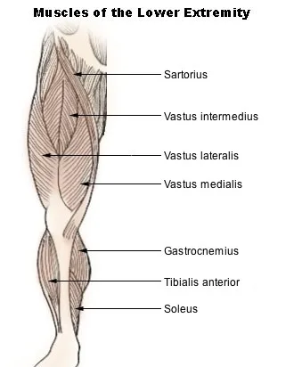 leg workouts quadriceps