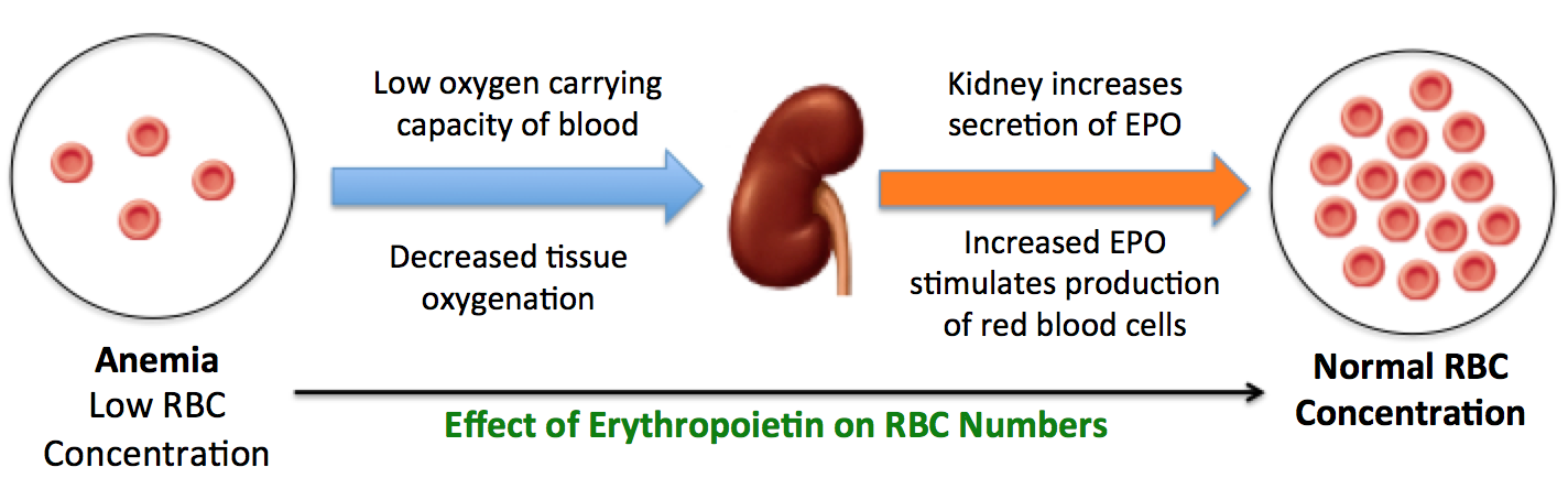 EPO effects