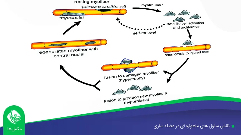 نقش سلول های ماهواره ای در عضله سازی