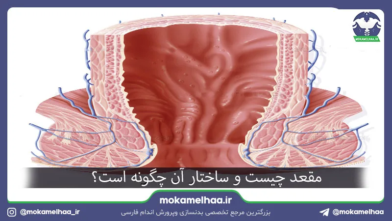 مقعد چیست و ساختار آن چگونه است؟