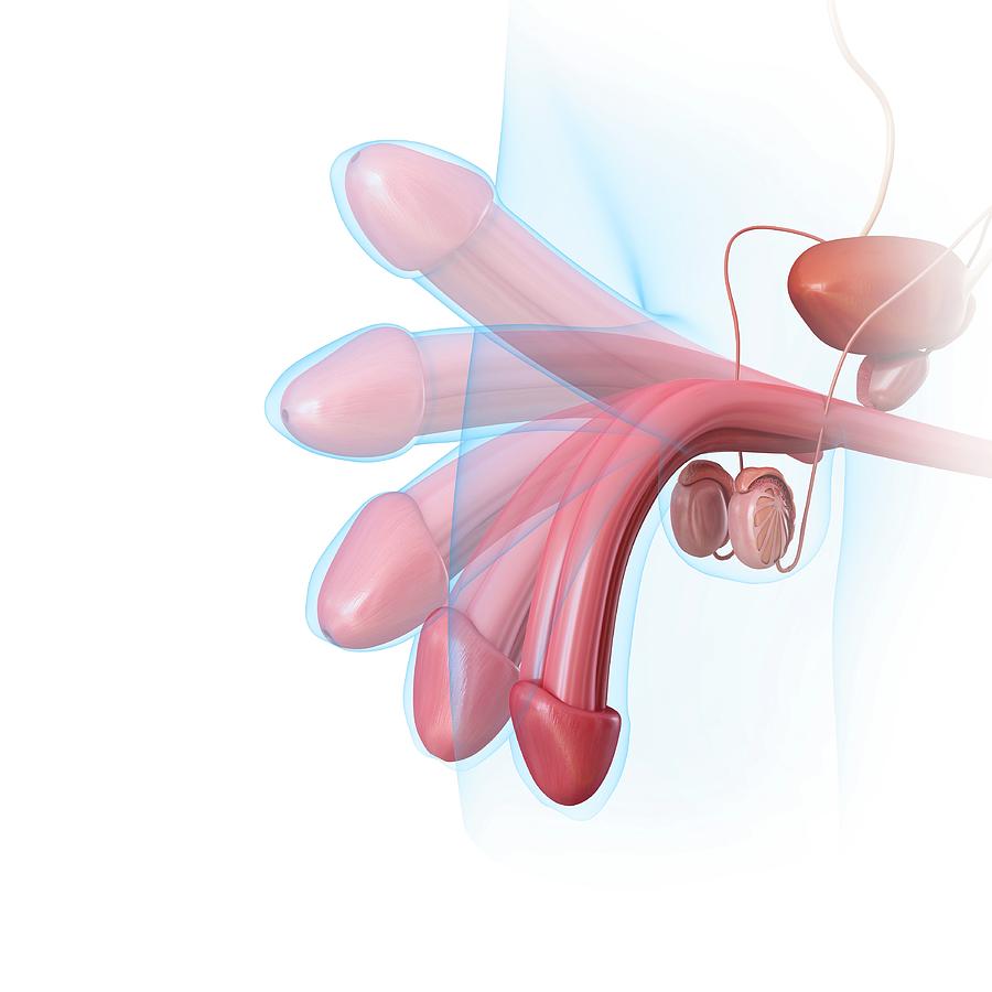 male penis erection