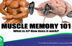 حافظه عضلانی چیست و مکانیزم عملکرد آن چگونه است؟