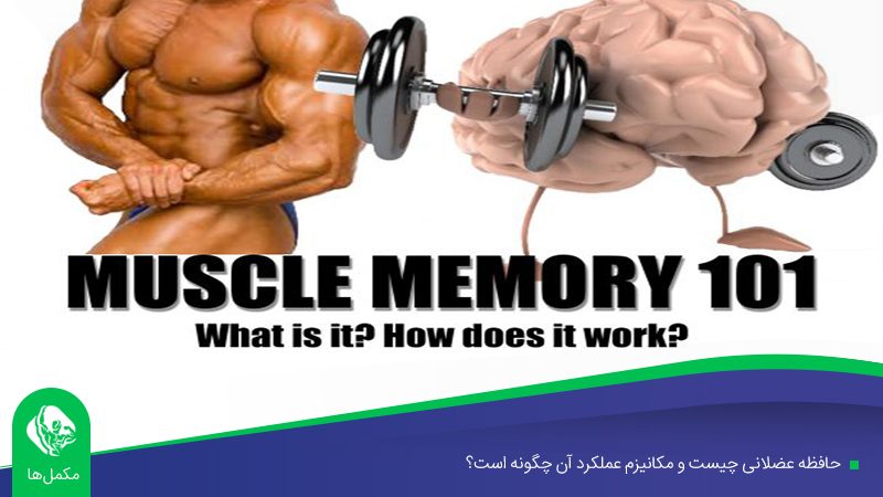 حافظه عضلانی چیست و مکانیزم عملکرد آن چگونه است؟