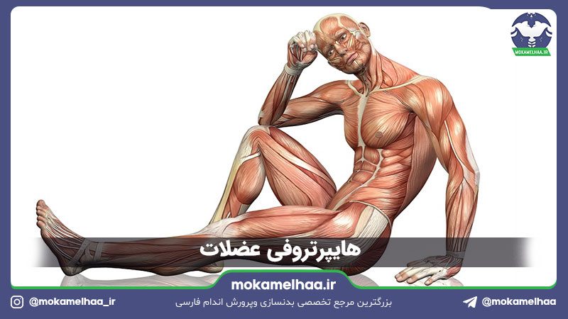 هایپرتروفی عضلات