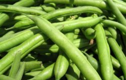 خواص لوبیا سبز,خوردن لوبیا سبز,لوبیا سبز در بدنسازی,خوردن لوبیا سبز,رژیم,رژیم غذایی,مصرف لوبیا سبز,بدنسازی